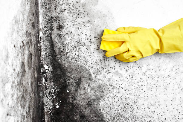 Mold Removal Process in Seagoville, TX