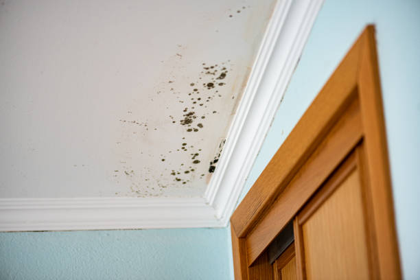 Home Mold Removal in Seagoville, TX