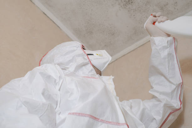 Mold Removal and Inspection in Seagoville, TX