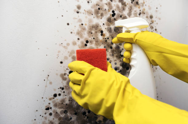 Best Mold Testing  in Seagoville, TX