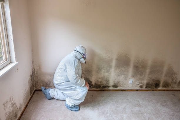 Best Attic Mold Removal  in Seagoville, TX