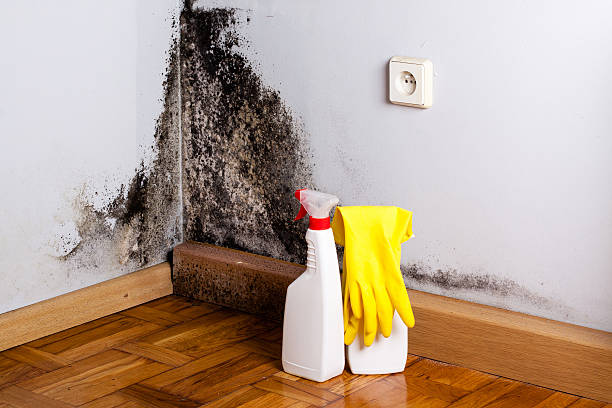 Professional Mold Removal in Seagoville, TX