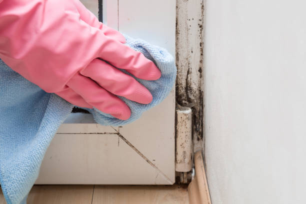 Best Local Mold Removal Service  in Seagoville, TX
