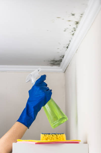 Best Mold Damage Repair  in Seagoville, TX